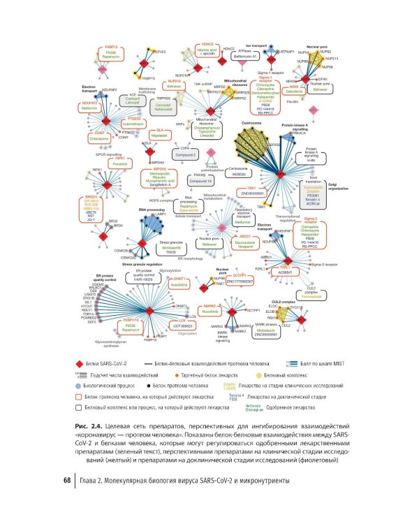 Микронутриенты против коронавирусов: вчера, сегодня, завтра