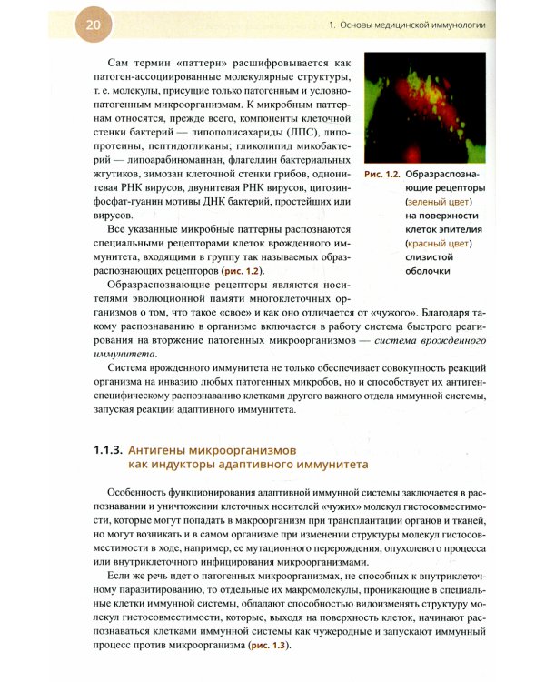 Медицинская иммунология и аллергология. Учебное пособие