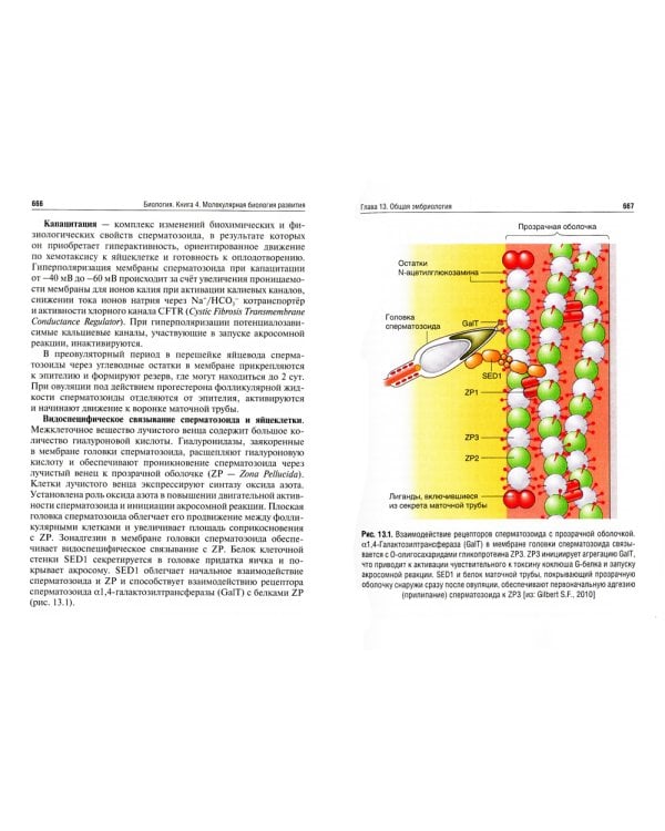 Биология. В 8 кн. Кн. 4. Молекулярная биология развития: Учебник