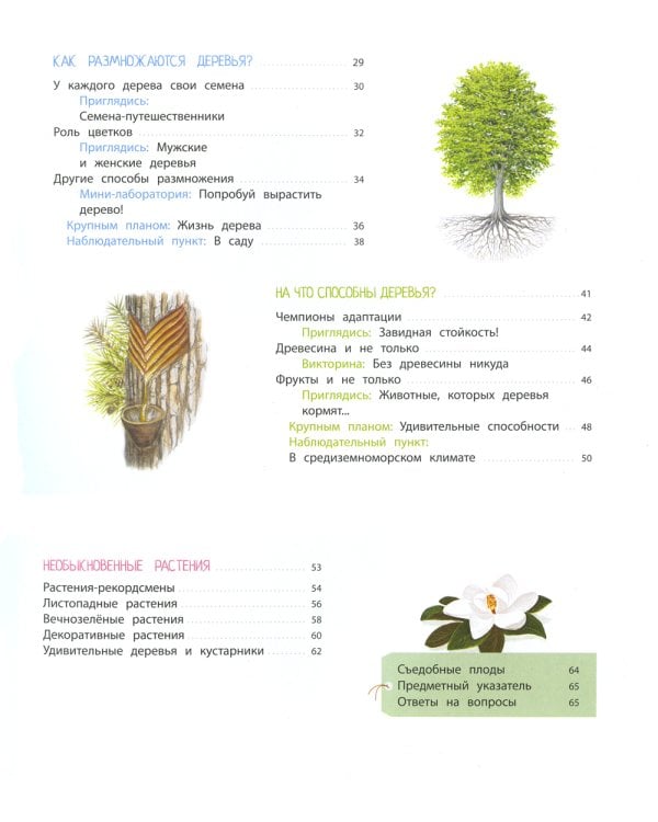 Деревья и кустарники