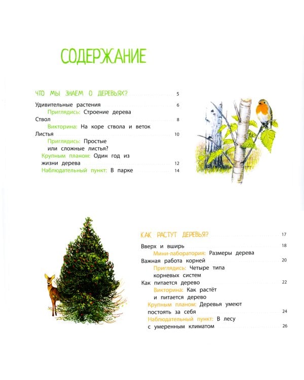 Деревья и кустарники