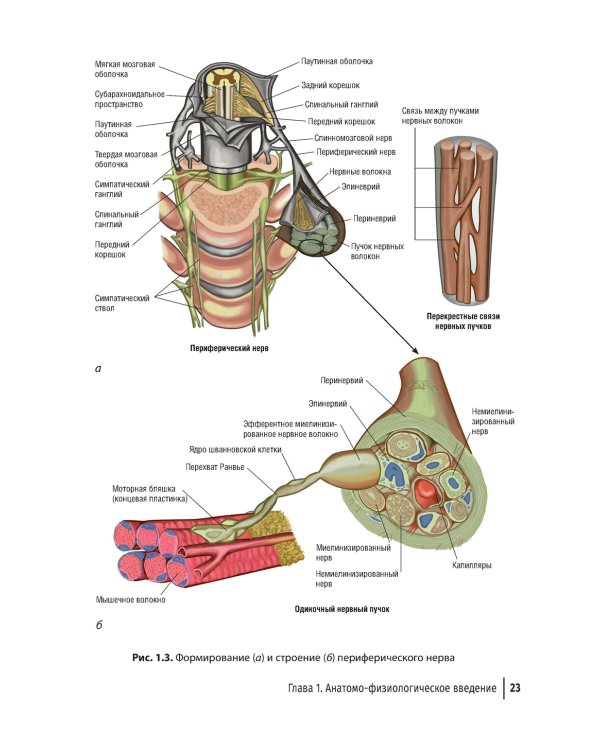Туннельные компрессионно-ишемические моно- и мультиневропатии. Руководство для врачей. 5-е изд., перераб.и доп