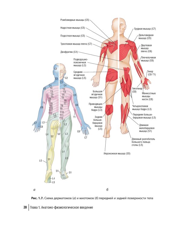 Туннельные компрессионно-ишемические моно- и мультиневропатии. Руководство для врачей. 5-е изд., перераб.и доп