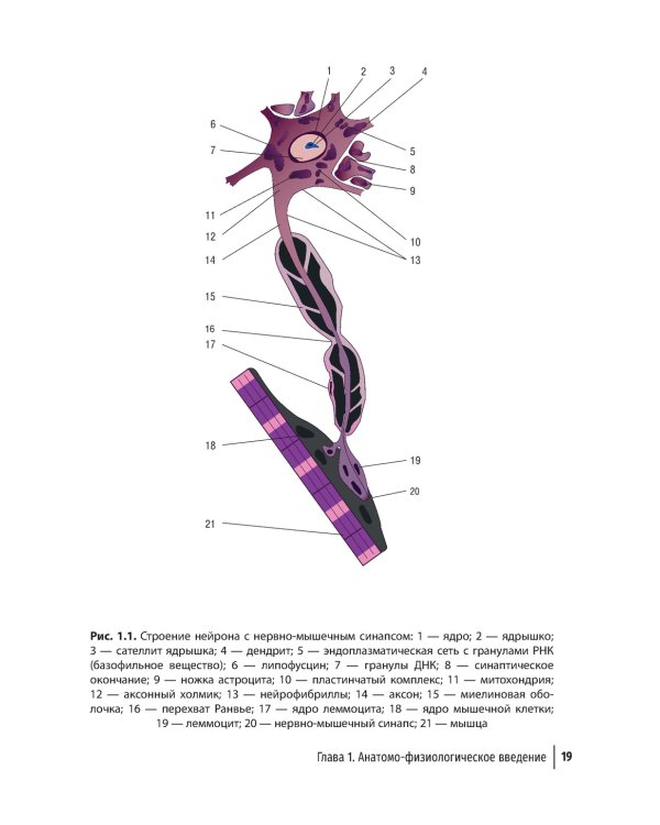 Туннельные компрессионно-ишемические моно- и мультиневропатии. Руководство для врачей. 5-е изд., перераб.и доп
