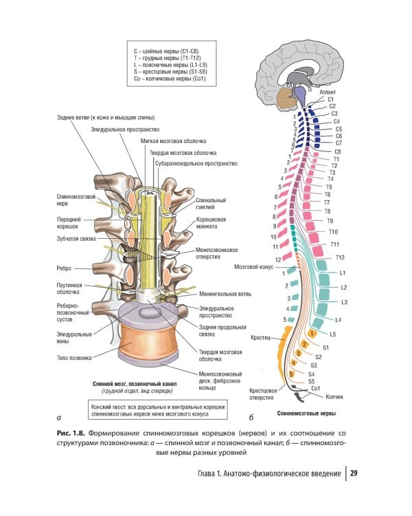 Туннельные компрессионно-ишемические моно- и мультиневропатии. Руководство для врачей. 5-е изд., перераб.и доп