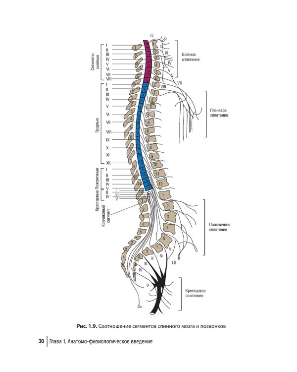 Туннельные компрессионно-ишемические моно- и мультиневропатии. Руководство для врачей. 5-е изд., перераб.и доп