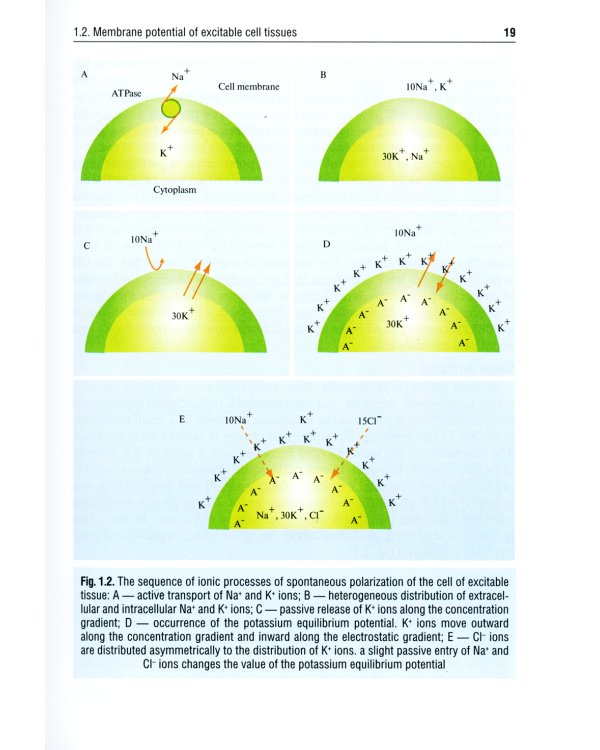 Normal physiology = Нормальная физиология: textbook. (кн. на англ. яз.)