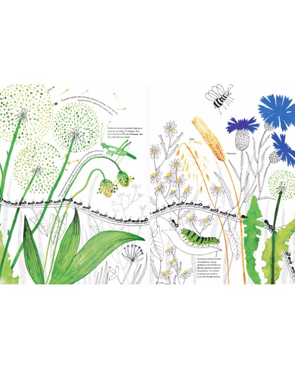 Тысяча и один муравей