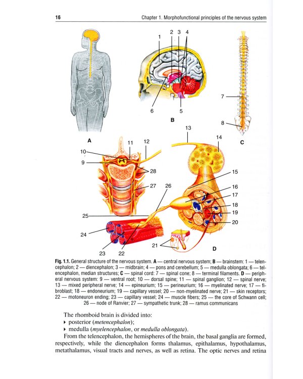 Neurology and neurosurgery. Volume 1. Neurology