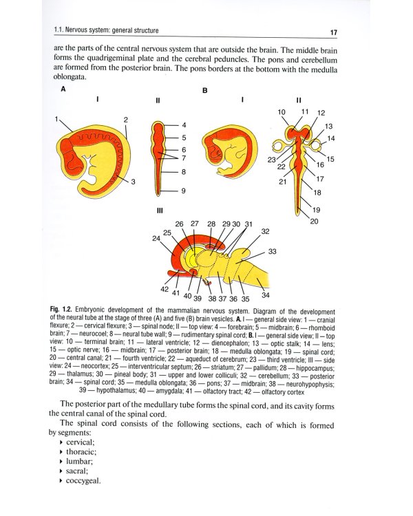 Neurology and neurosurgery. Volume 1. Neurology