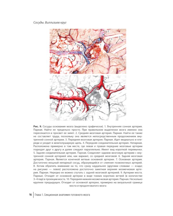 Судебная невропатология. Черепно-мозговая и спинальная травмы: руководство для врачей