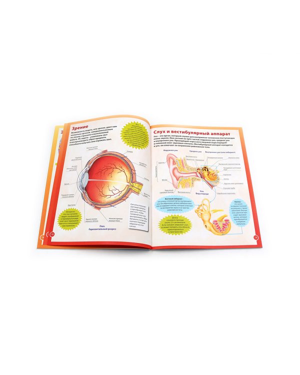 Анатомия для детей. Как устроено твое тело; Анатомия человека. Книга для мальчиков и девочек (комплект из 2-х книг)