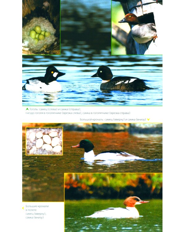 Птицы Северо-Запада; Птицы Москвы и Подмосковья (комплект из 2-х книг)