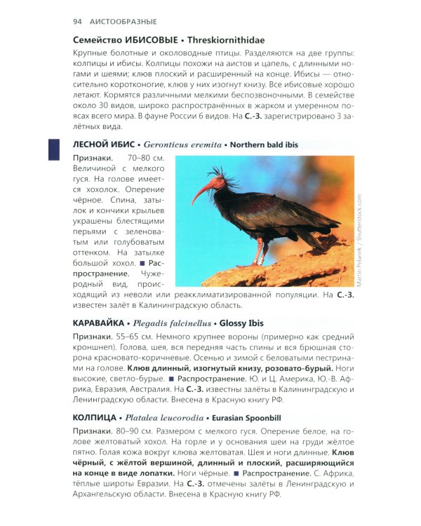 Птицы Северо-Запада; Птицы Москвы и Подмосковья (комплект из 2-х книг)