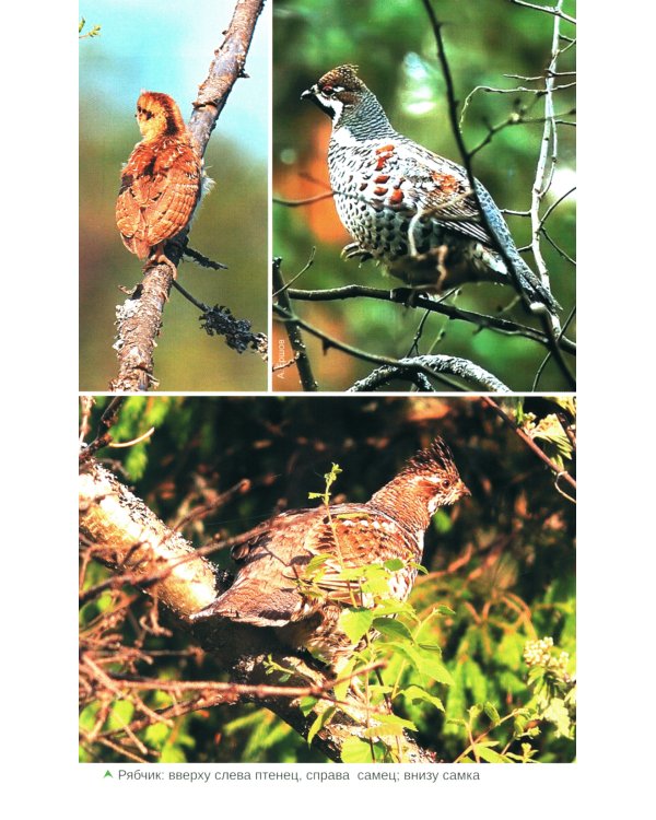 Птицы Северо-Запада; Птицы Москвы и Подмосковья (комплект из 2-х книг)