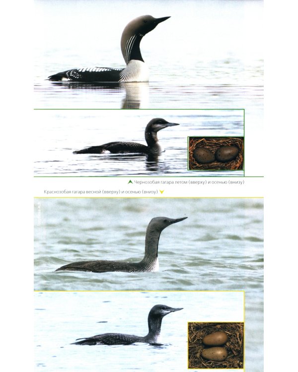 Птицы Северо-Запада; Птицы Москвы и Подмосковья (комплект из 2-х книг)