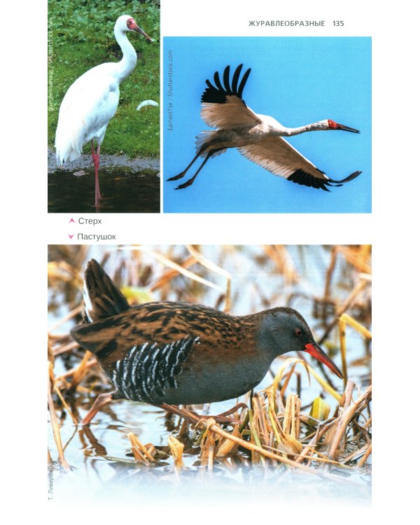 Птицы Северо-Запада; Птицы Москвы и Подмосковья (комплект из 2-х книг)