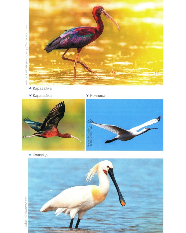 Птицы Северо-Запада; Птицы Москвы и Подмосковья (комплект из 2-х книг)