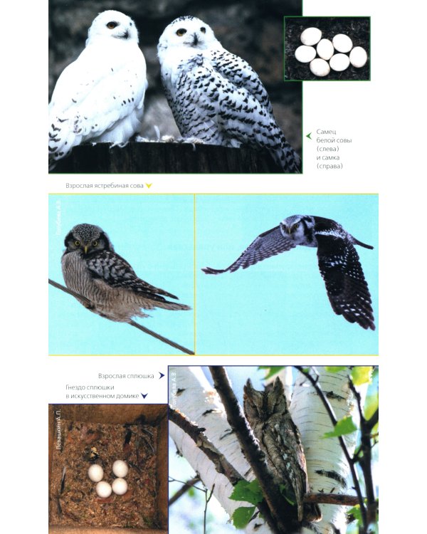 Птицы Северо-Запада; Птицы Москвы и Подмосковья (комплект из 2-х книг)