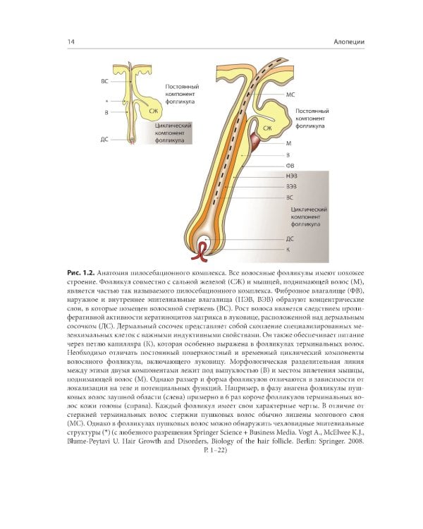 Алопеции. Диагностика и лечение