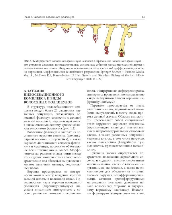 Алопеции. Диагностика и лечение