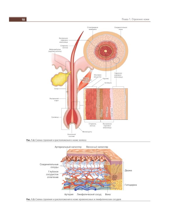 Иллюстрированное руководство по дерматологии. Для подготовки врачей к аккредитации