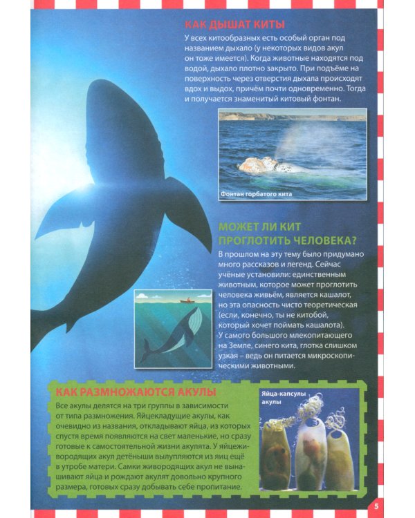 Акулы, киты и дельфины. Популярная детская энциклопедия