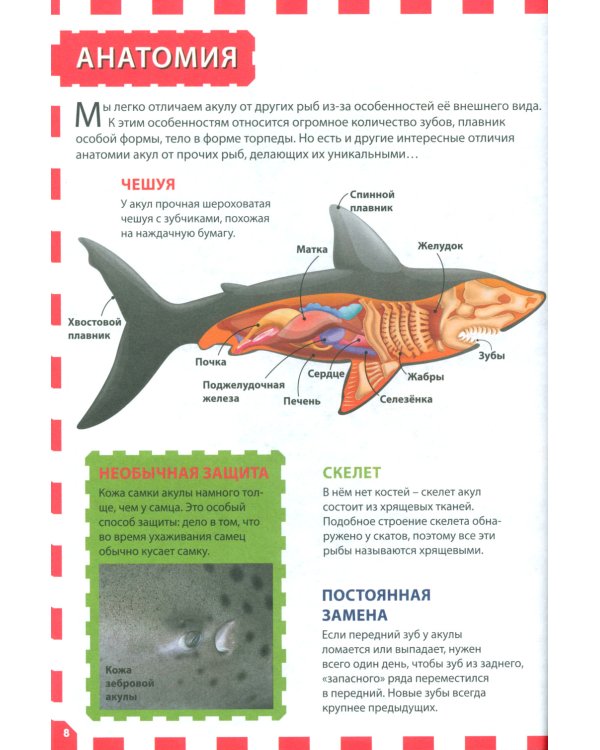 Акулы, киты и дельфины. Популярная детская энциклопедия