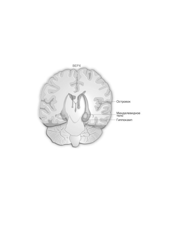 Мозг и Деньги. Как научить 100 миллиардов нейронов принимать правильные финансовые решения