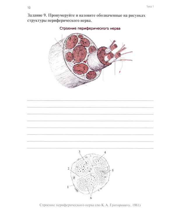 Анатомия человека: Неврология. Ч. 9: Анатомия органов периферической нервной системы. Эстезиология: рабочая тетрадь