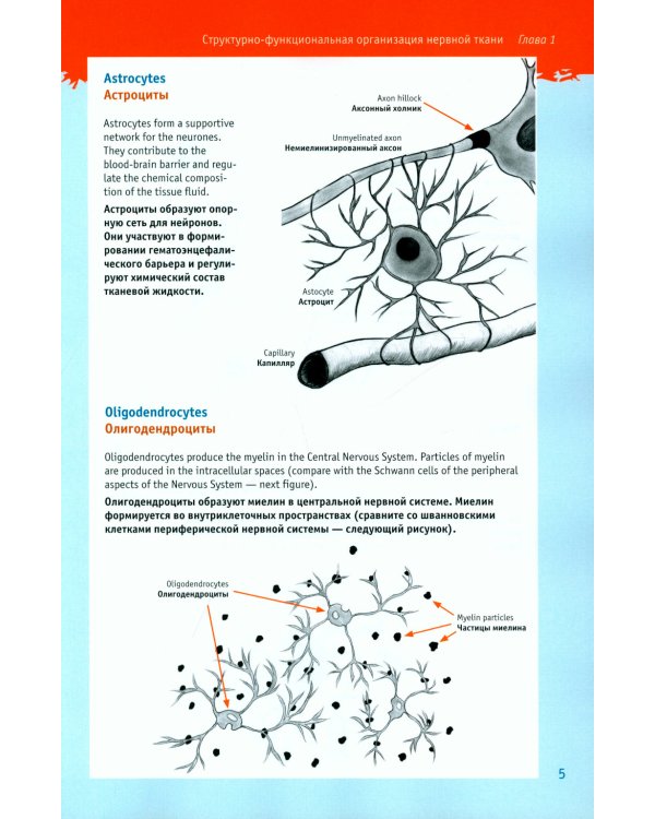 Физиология для "ленивых" студентов: нервно-мышечная физиология. Организация движения: на русс. и англ.яз