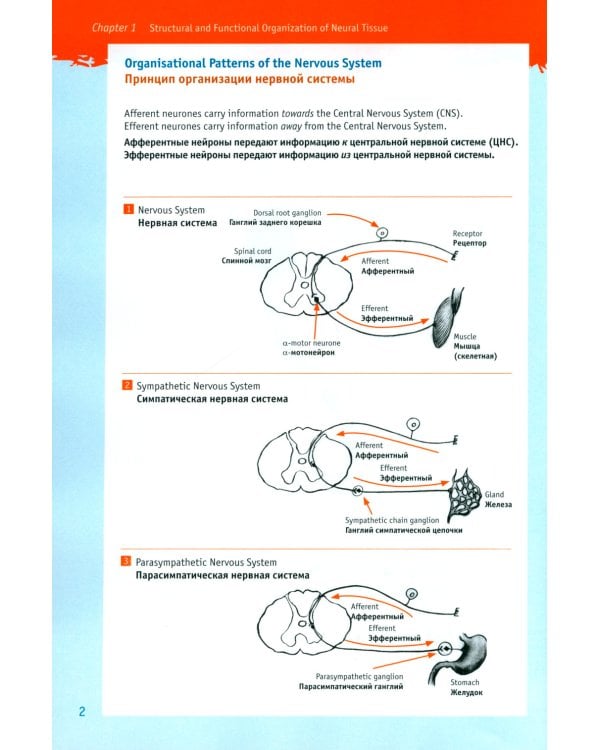 Физиология для "ленивых" студентов: нервно-мышечная физиология. Организация движения: на русс. и англ.яз