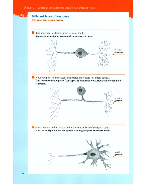 Физиология для "ленивых" студентов: нервно-мышечная физиология. Организация движения: на русс. и англ.яз