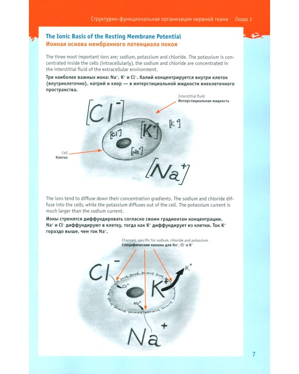 Физиология для "ленивых" студентов: нервно-мышечная физиология. Организация движения: на русс. и англ.яз