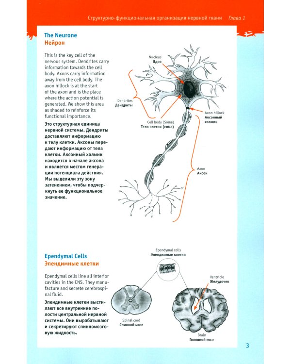 Физиология для "ленивых" студентов: нервно-мышечная физиология. Организация движения: на русс. и англ.яз