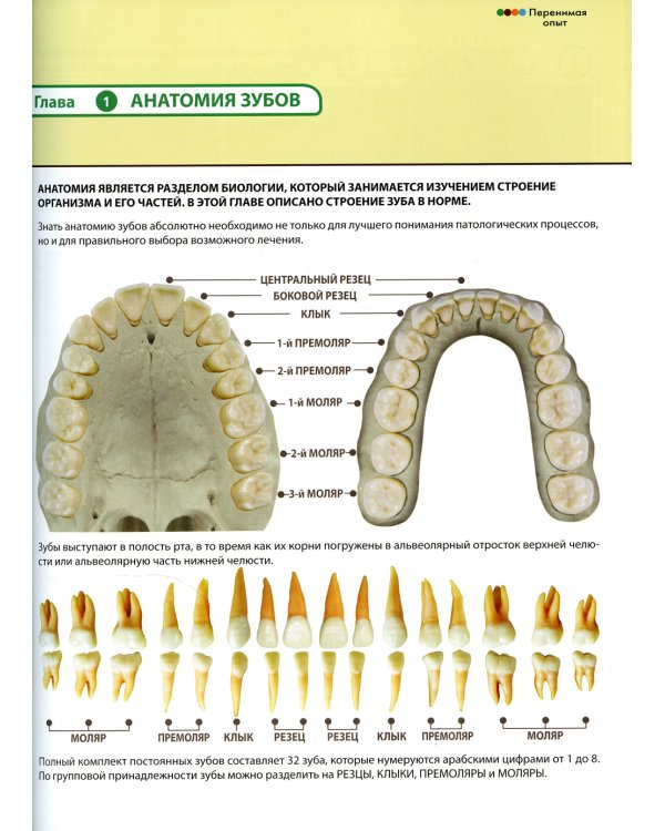 Перенимая опыт. Руководство по профессиональной гигиене полости рта