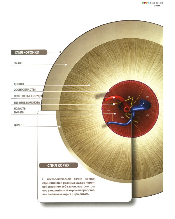 Перенимая опыт. Руководство по профессиональной гигиене полости рта