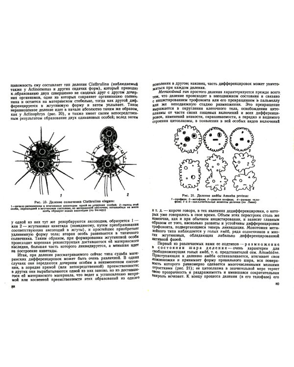 Сравнительная эмбриология низших беспозвоночных: Источники и пути формирования индивидуального развития многоклеточных: Учебное пособие. 2-е изд
