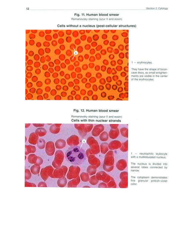 Atlas of Histology, Cytology and Embryology