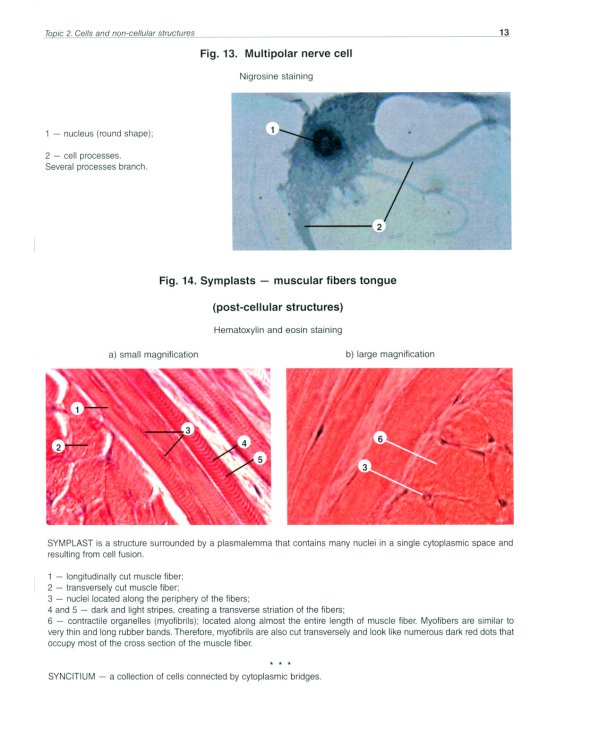 Atlas of Histology, Cytology and Embryology
