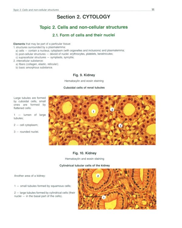 Atlas of Histology, Cytology and Embryology