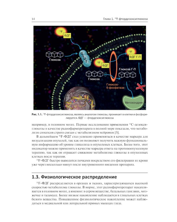 Радиофармпрепараты. Руководство по ПЭТ-КТ и ПЭТ-МРТ