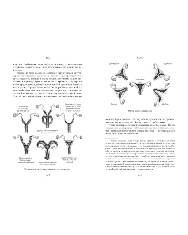 ЕВА. История эволюции женского тела. История человечества