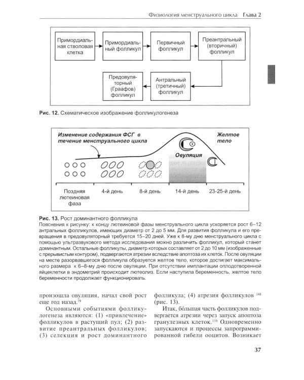 Гинекологическая эндокринология: патофизиологические основы