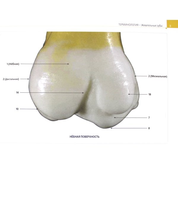 Постигая природу. Восковое моделирование эстетичных и функциональных окклюзионных поверхностей
