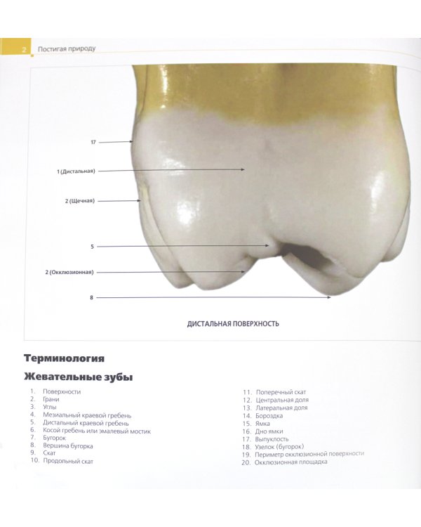 Постигая природу. Восковое моделирование эстетичных и функциональных окклюзионных поверхностей