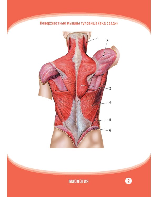 Анатомия человека. Миология. Карточки: наглядное учебное пособие