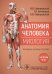 Анатомия человека. Миология. Карточки: наглядное учебное пособие