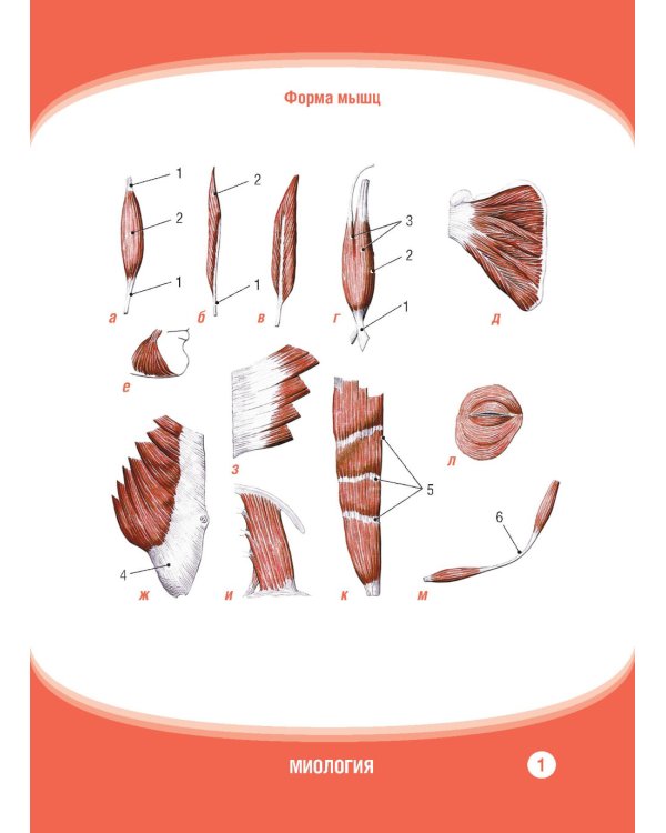 Анатомия человека. Миология. Карточки: наглядное учебное пособие