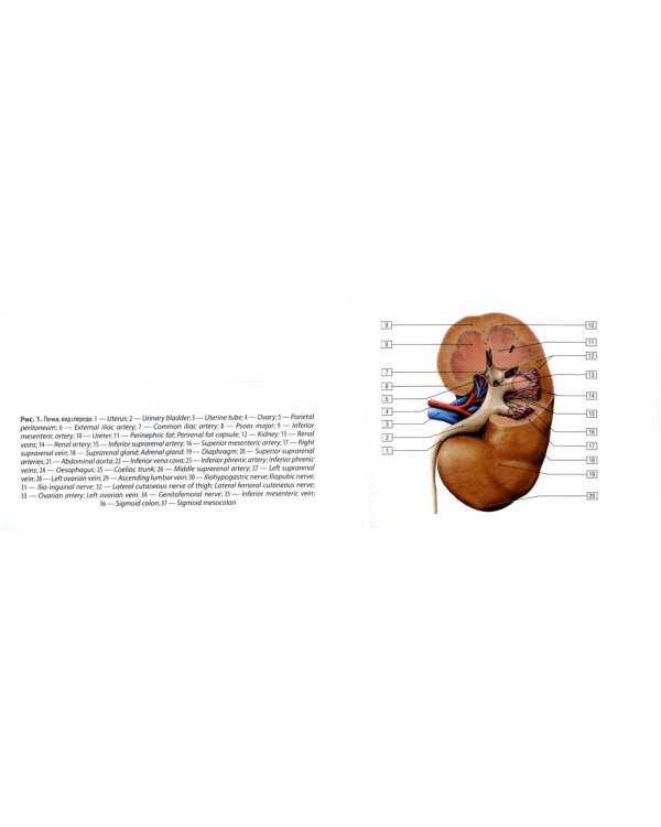 Рак почки: руководство для врачей